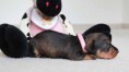 /album/fotogalerie-vrhu-i/i-litter-3-weeks-ivory-004-jpg/